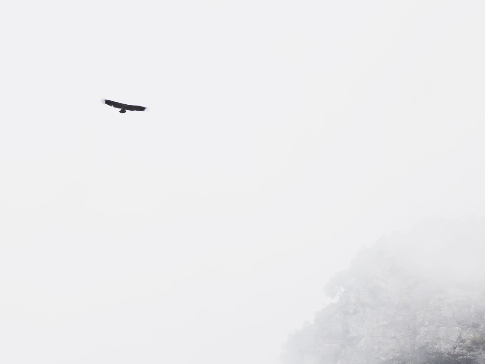 Ave rapaz sobrevolando un cortado rocoso entre niebla en la Sierra de Cazorla