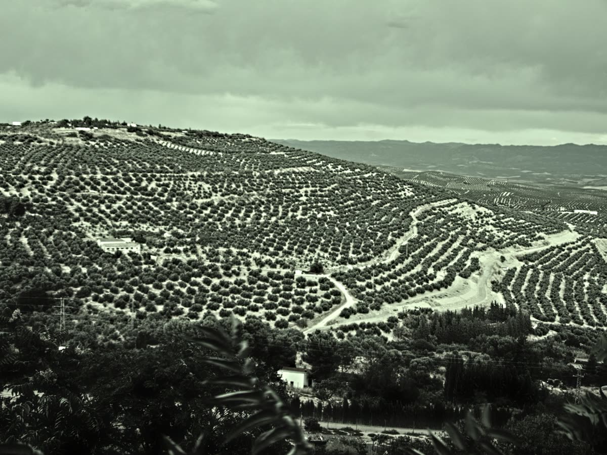 Vista elevada de un extenso olivar cubriendo las colinas de la Campiña cordobesa