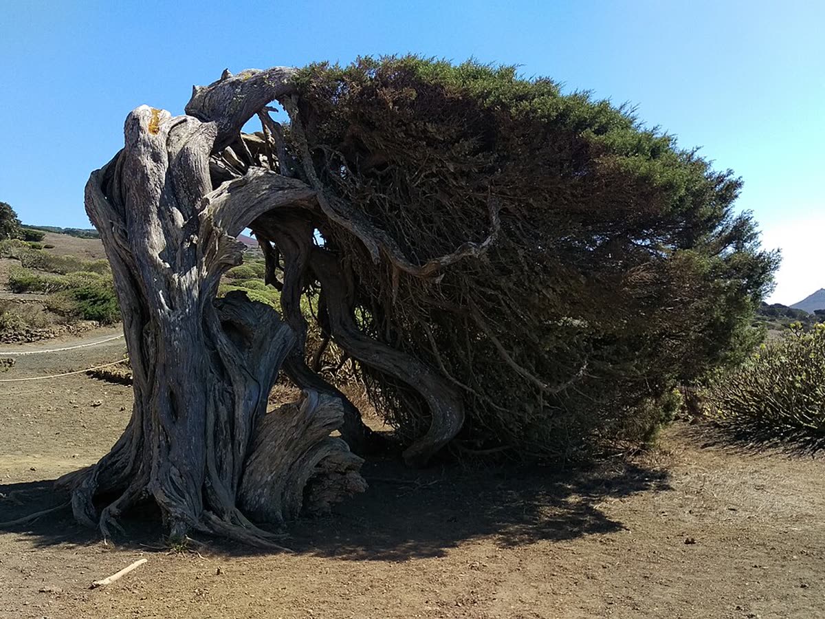 Sabina retorcida por el viento en El Sabinar, El Hierro