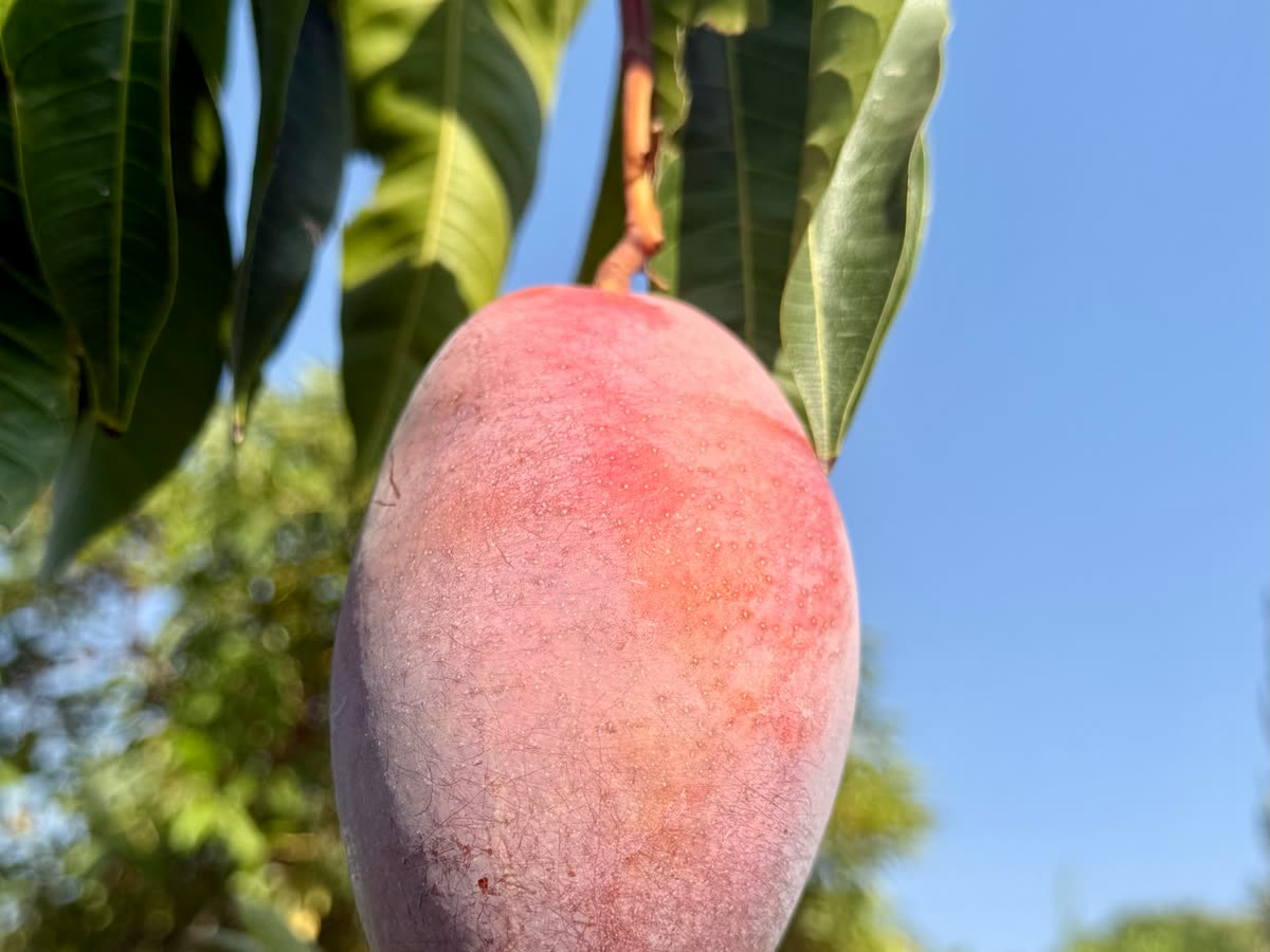 Mango maduro colgando de un árbol en un cultivo de la Costa Tropical granadina
