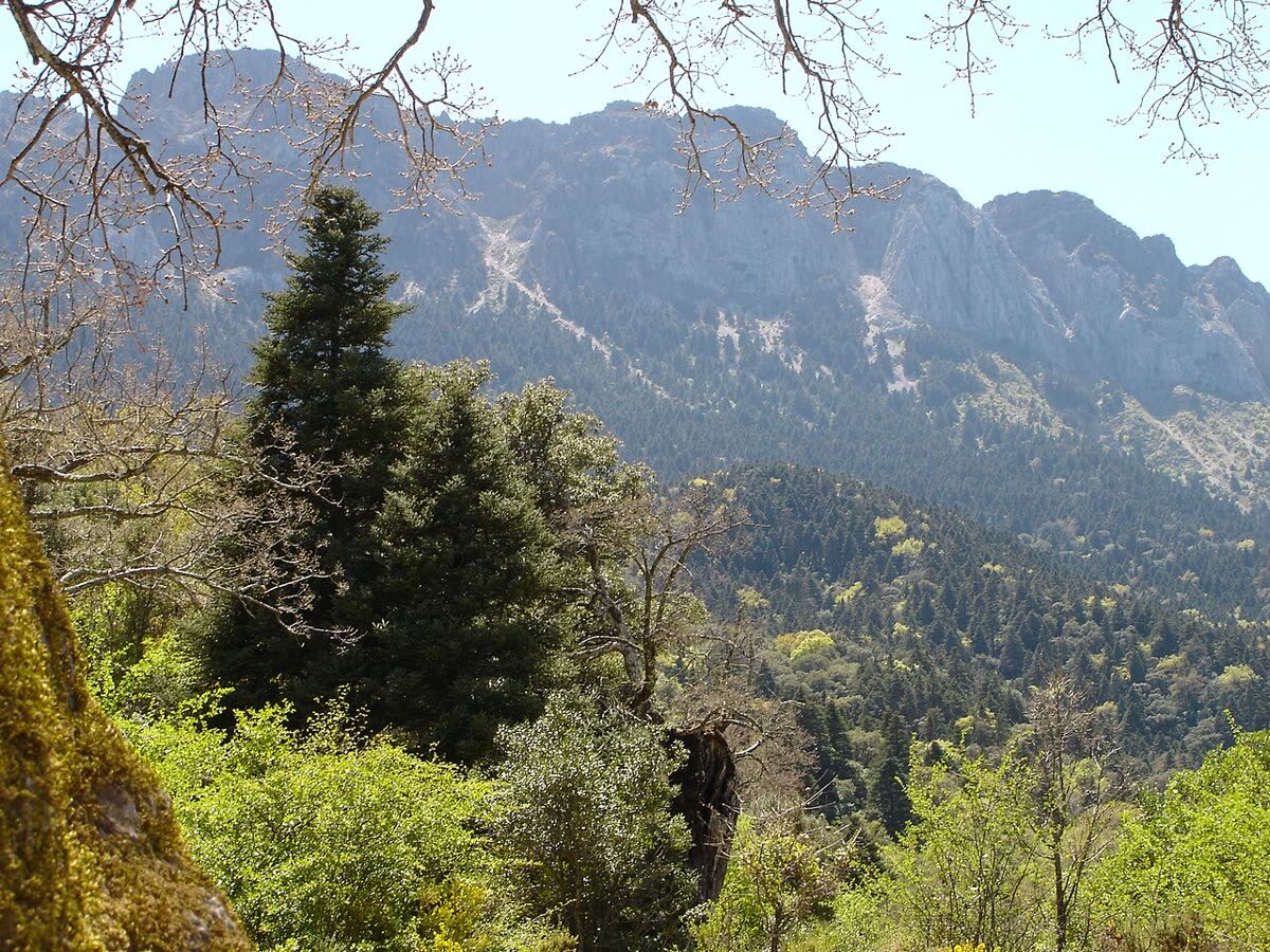 Bosque de pinsapos en la Sierra de Grazalema, Parque Natural y Reserva de la Biosfera
