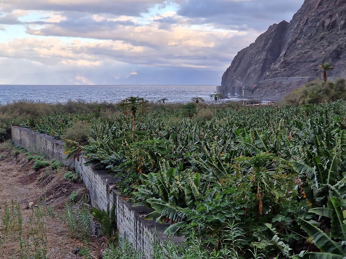 Plataneras del valle de Hermigua frente a la costa, con los acantilados al fondo