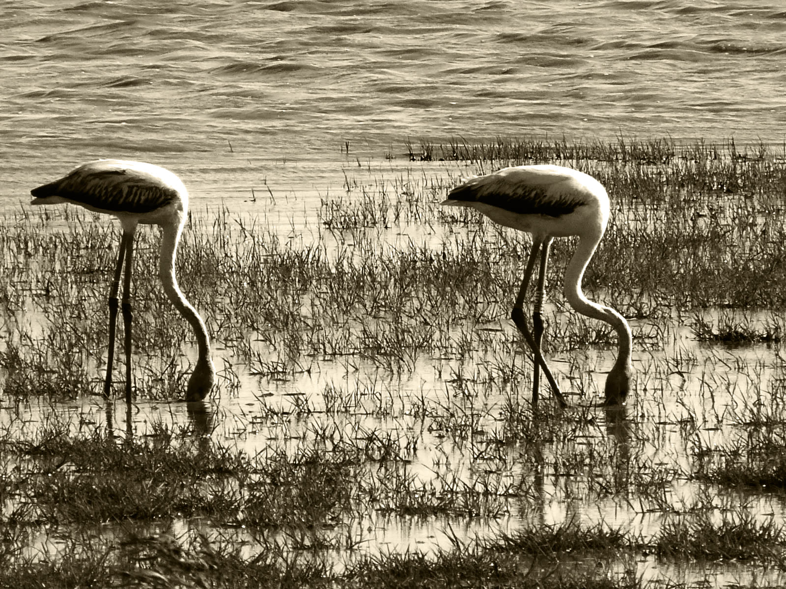 Flamencos en las marismas de Doñana, cerca de El Rocío, en Huelva
