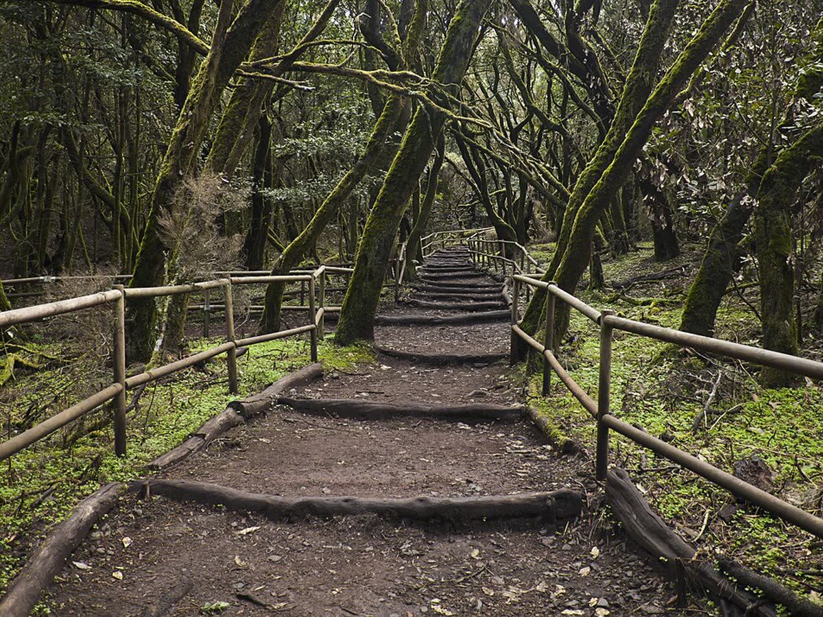 Sendero entre los árboles cubiertos de musgo del bosque de laurisilva de Garajonay