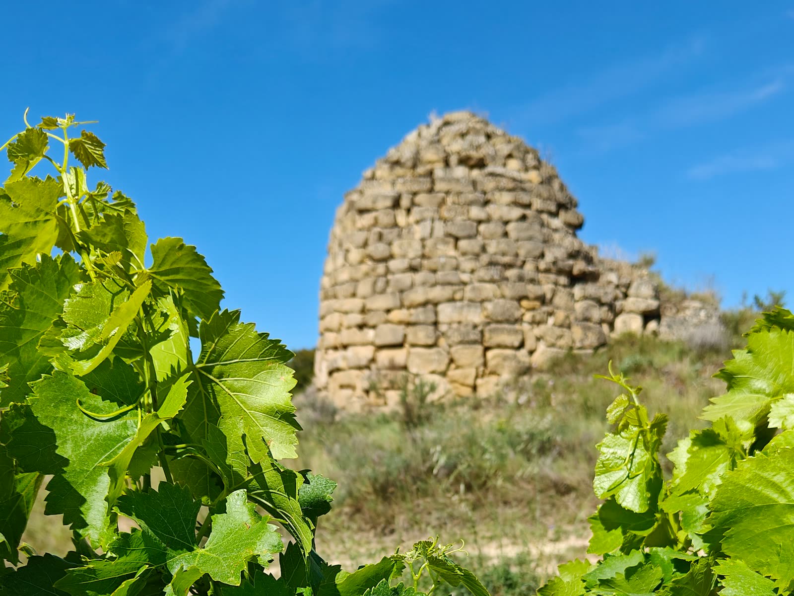 Viñedo de La Rioja con un guardaviñas de piedra tradicional al fondo