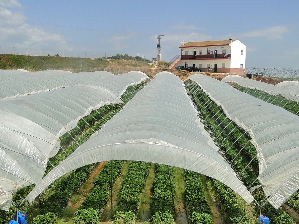 Invernaderos de cultivo de fresa bajo plástico en el campo onubense