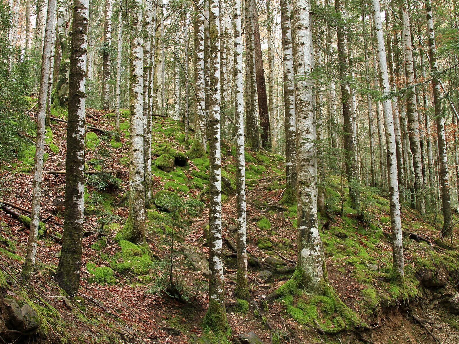 Interior del bosque de hayas y abetos cubierto de musgo en el valle de Ordesa