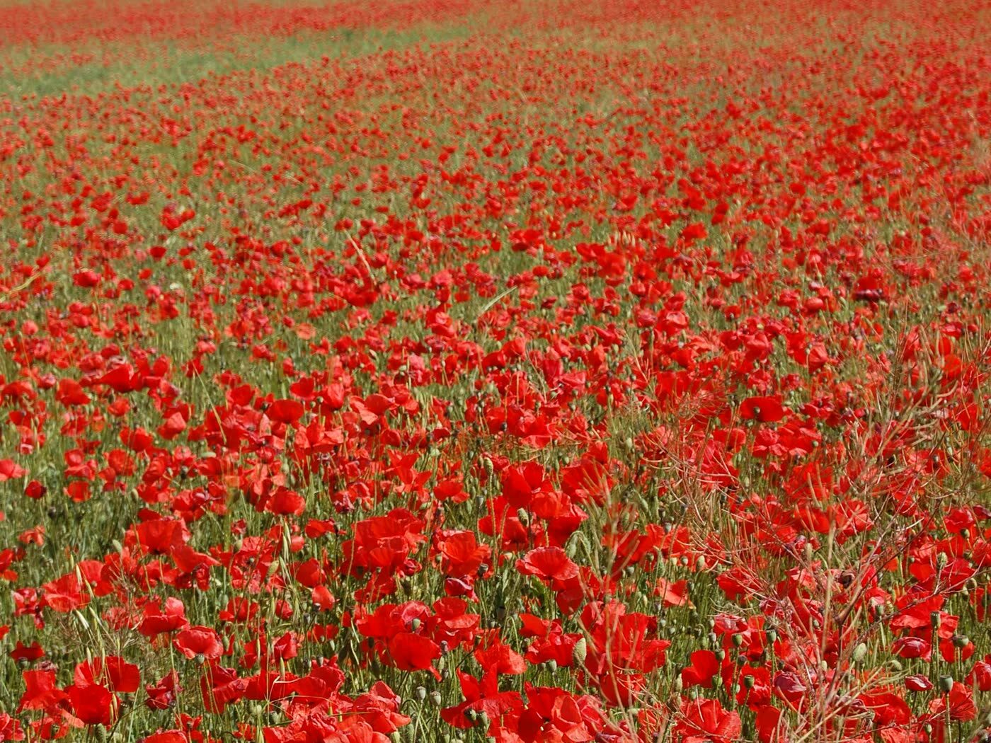 Campo de amapolas en Pinto