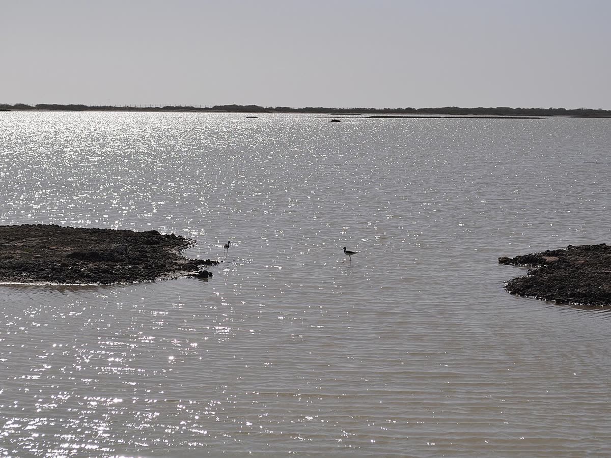 Marisma y salinas de la bahía de Cádiz en San Fernando, con aves vadeando el agua
