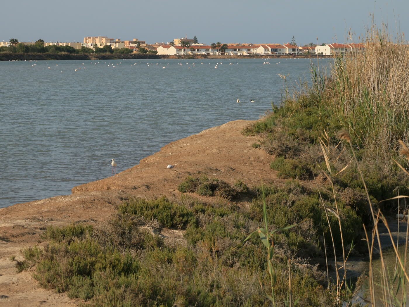 Vista aérea de las Salinas de San Pedro del Pinatar con una colonia de flamencos en el agua