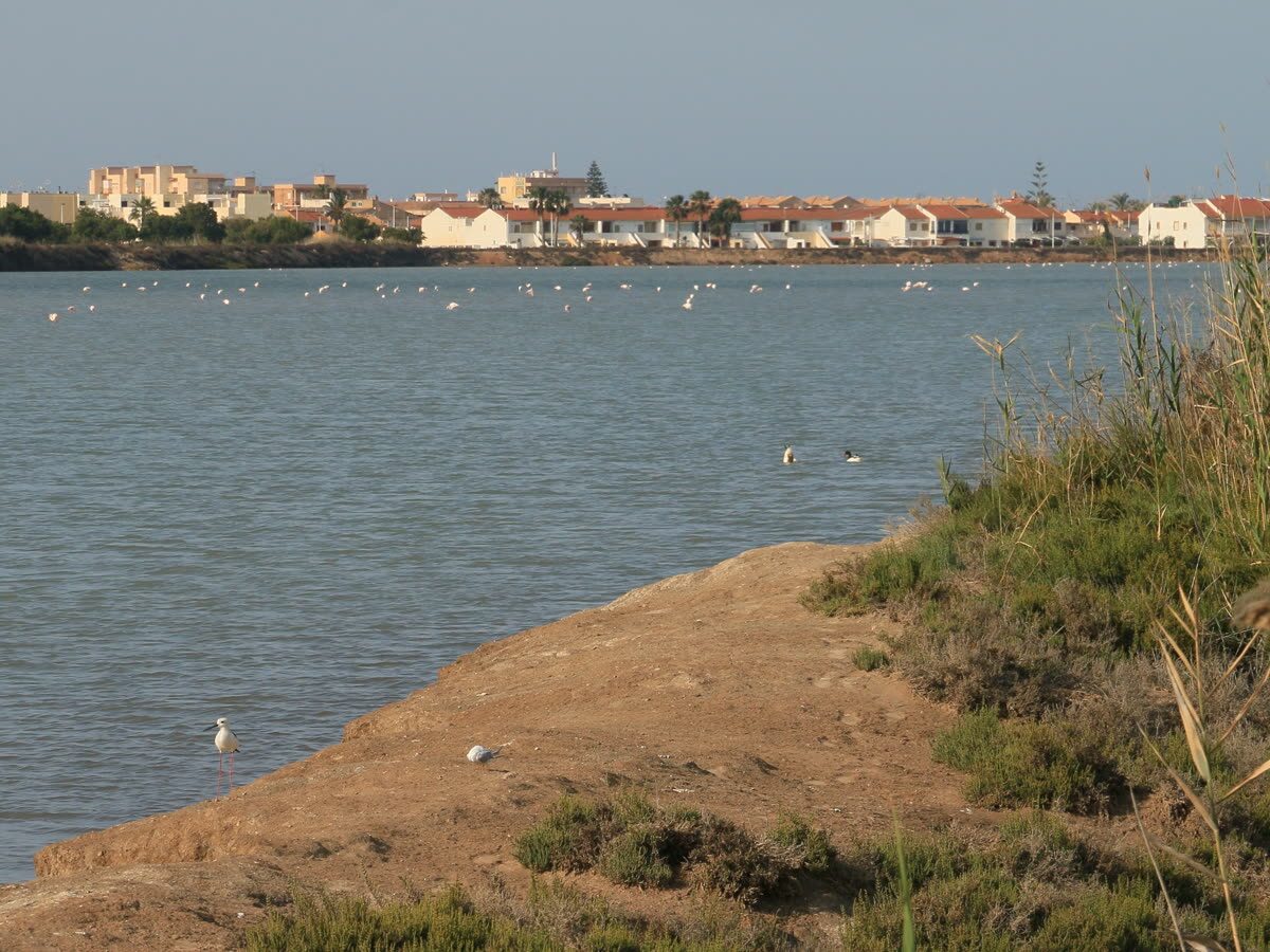 Flamencos y aves acuáticas en las Salinas de San Pedro del Pinatar