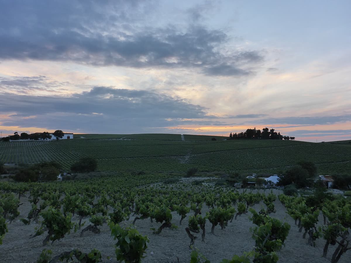 Viñedos españoles en hileras al atardecer