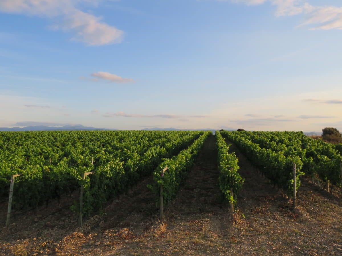 Viñedos españoles en hileras al atardecer — Dehesas y ganaderías de toro bravo