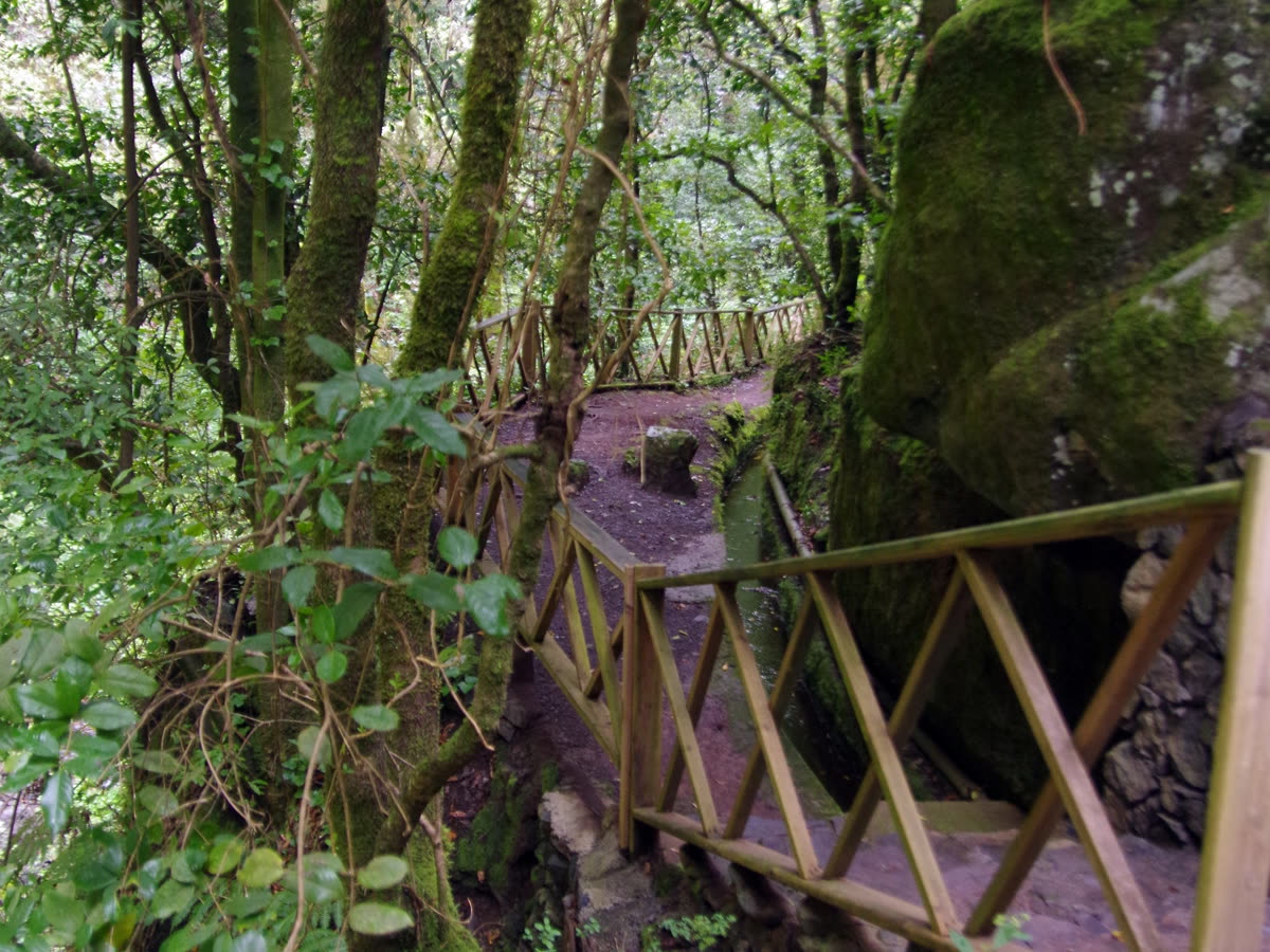 Pasarela de madera entre árboles cubiertos de musgo en el bosque de laurisilva de Los Tilos