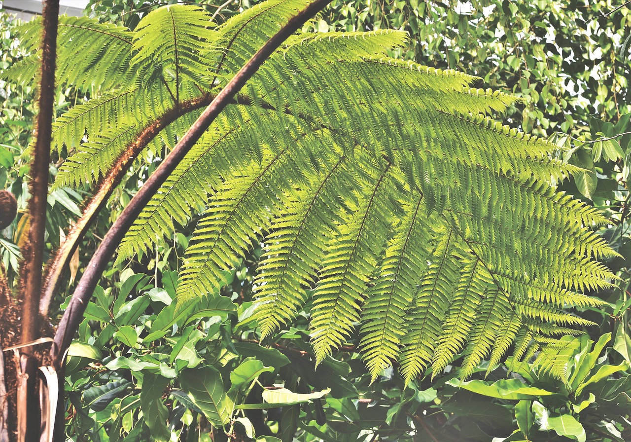 Takeaways from the Canopy Growth and Acreage Holdings Deal Equities News