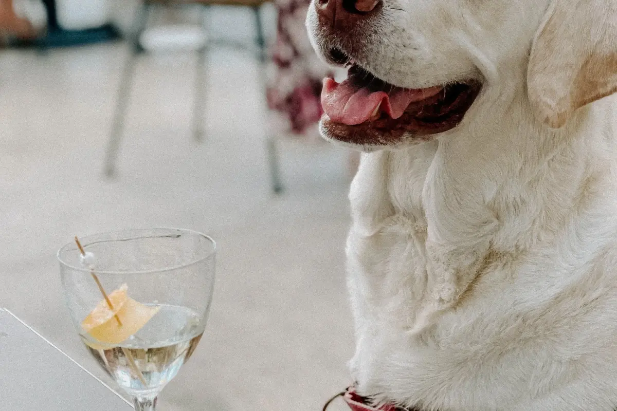 Boozehounds