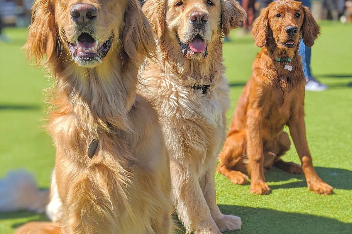 Fetch Park