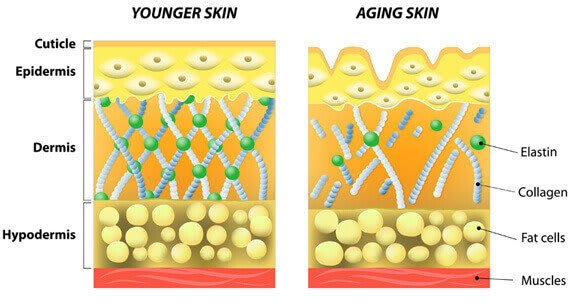 collagen Skin composition