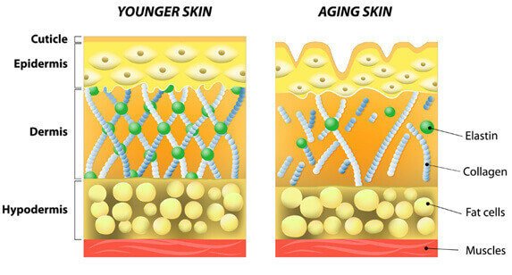 collagen Skin composition