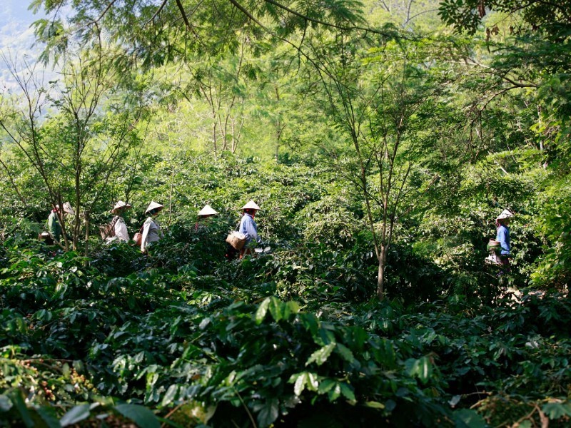 The Farmers