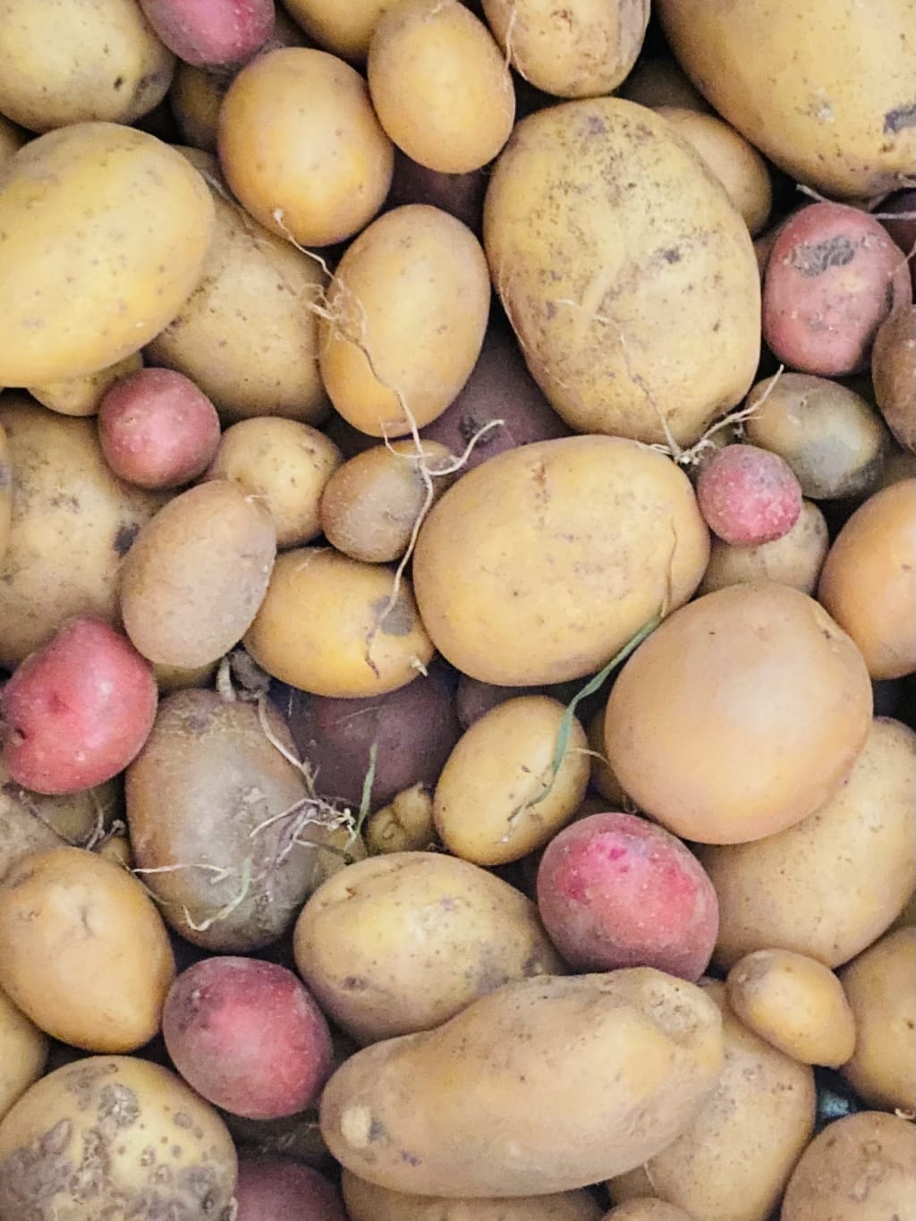 Titelbild zu Die Renaissance der Kartoffel: Ein Blick auf den aktuellen Trend und seine Hintergründe