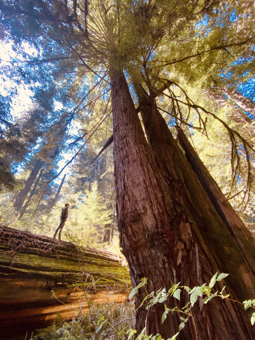 Titelbild zu Gesundheit liegt in der Natur – Der beste Arzt ist oft näher, als wir denken!