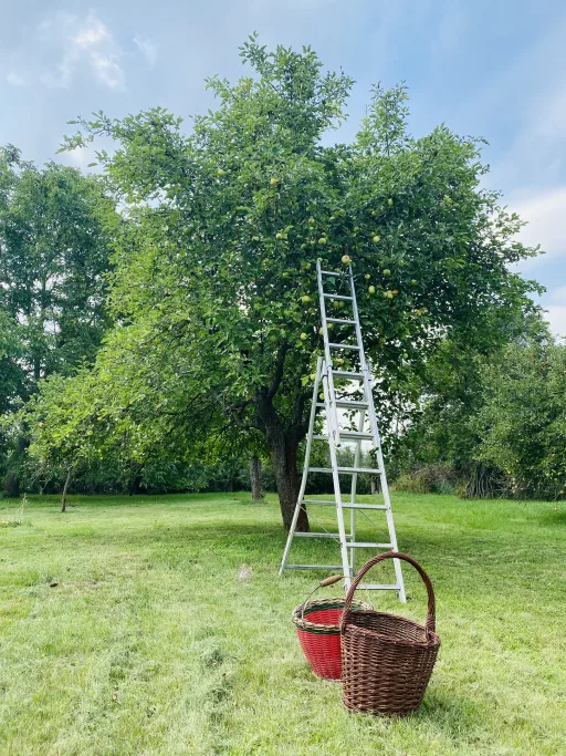 Streuobstwiese und Elektrokultur (3 Modellprojekte)