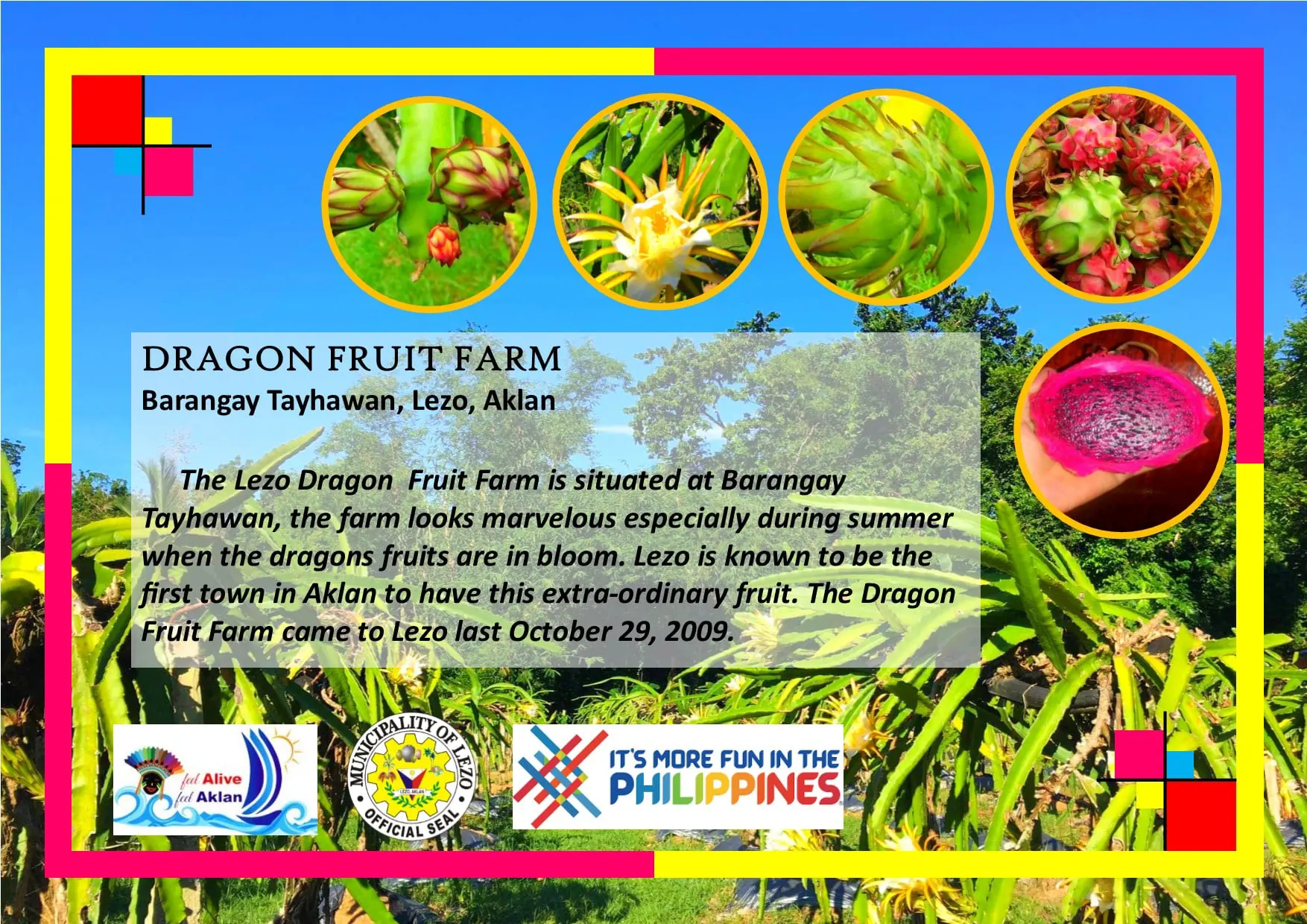 Dragon Fruit Farm