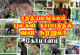 Sathyamangalam Tiger Reserve Jungle Safari Programme | Sathyamangalam Forest Safari | Sathyamangalam