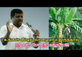 உடலுக்கு நன்மை தரும் வாழைமரத்தில் எடுக்கப்படும் குடிநீர் | Healer baskar speech on banana water