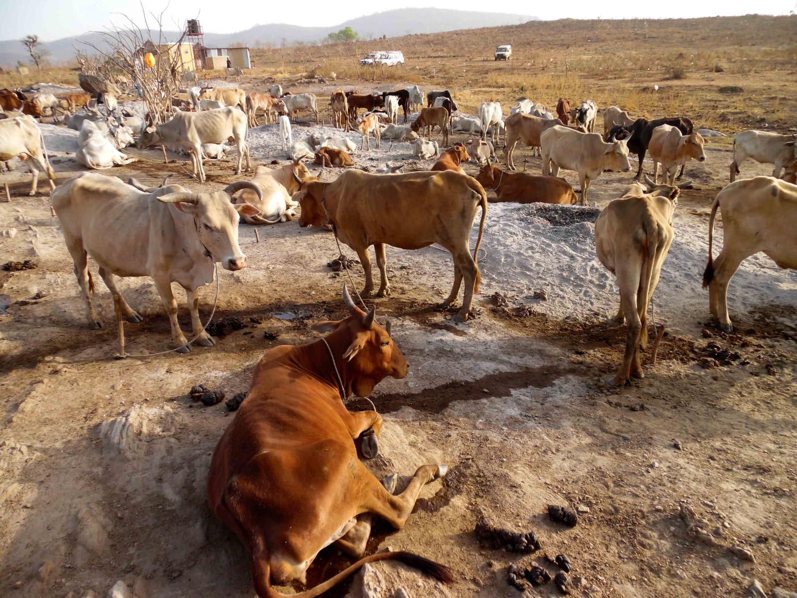 A Cebu cattle herd roaming around a dirt field.