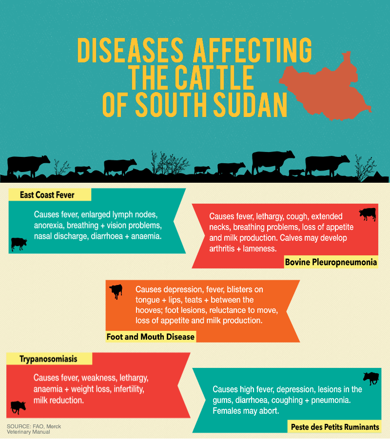 Infographic on cattle diseases.