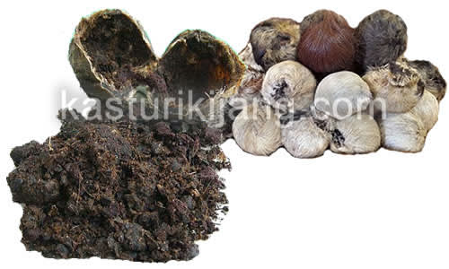 bintil kasturi kijang asli genuine musk deer pot