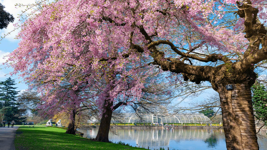 Kew Gardens