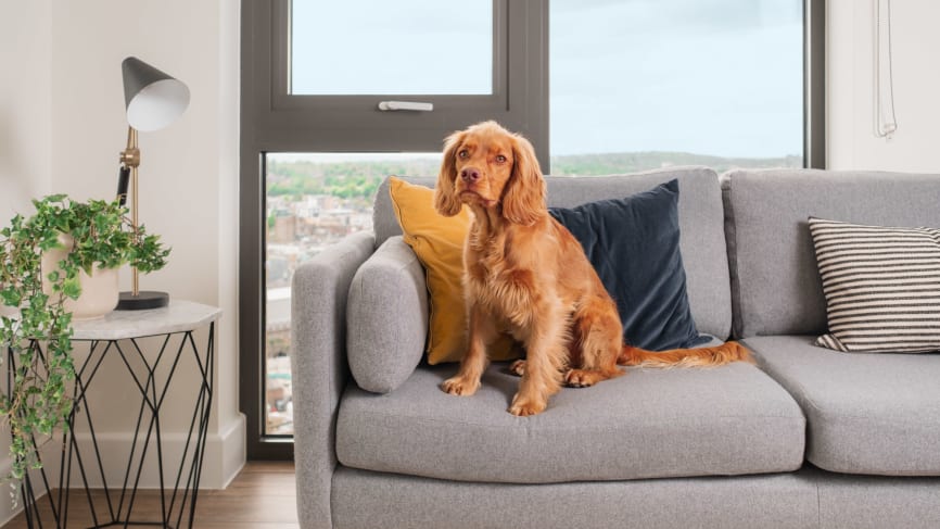 Pet friendly Walks and Dog Parks