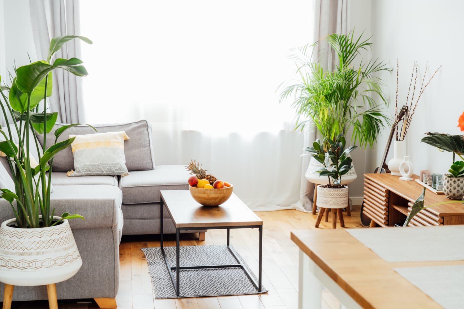 15 Indoor Plants Perfect for Apartment Dwellers | Essential Living