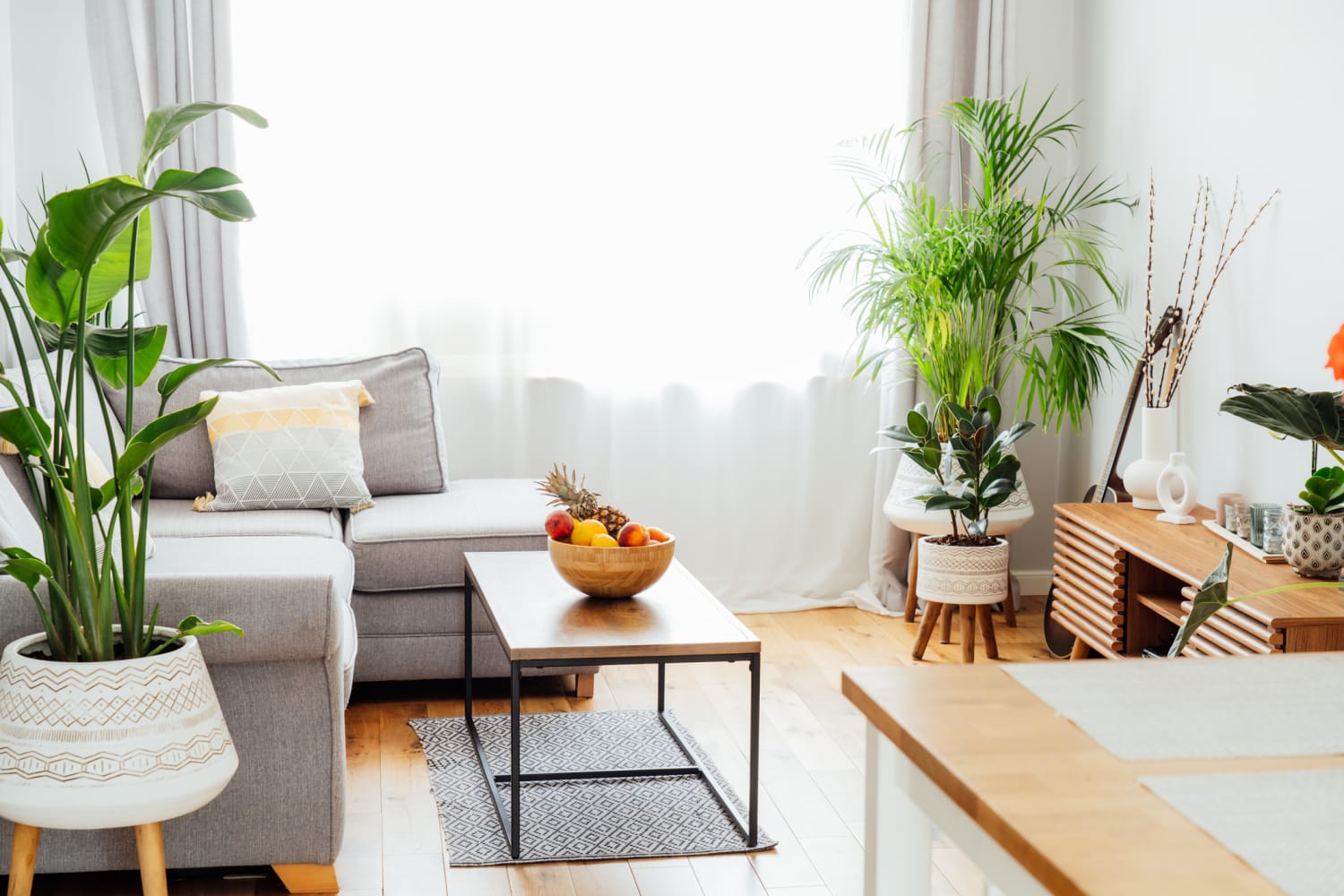 Indoor plants 2024 for side table
