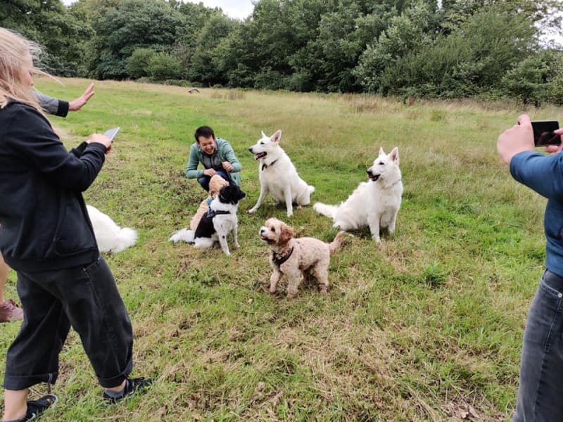 Group dog walk