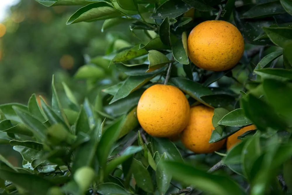 doTERRA Wild Orange Essential Oil 4 doTERRA Wild Orange Essential Oil