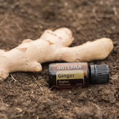 doTERRA Ginger Essential Oil