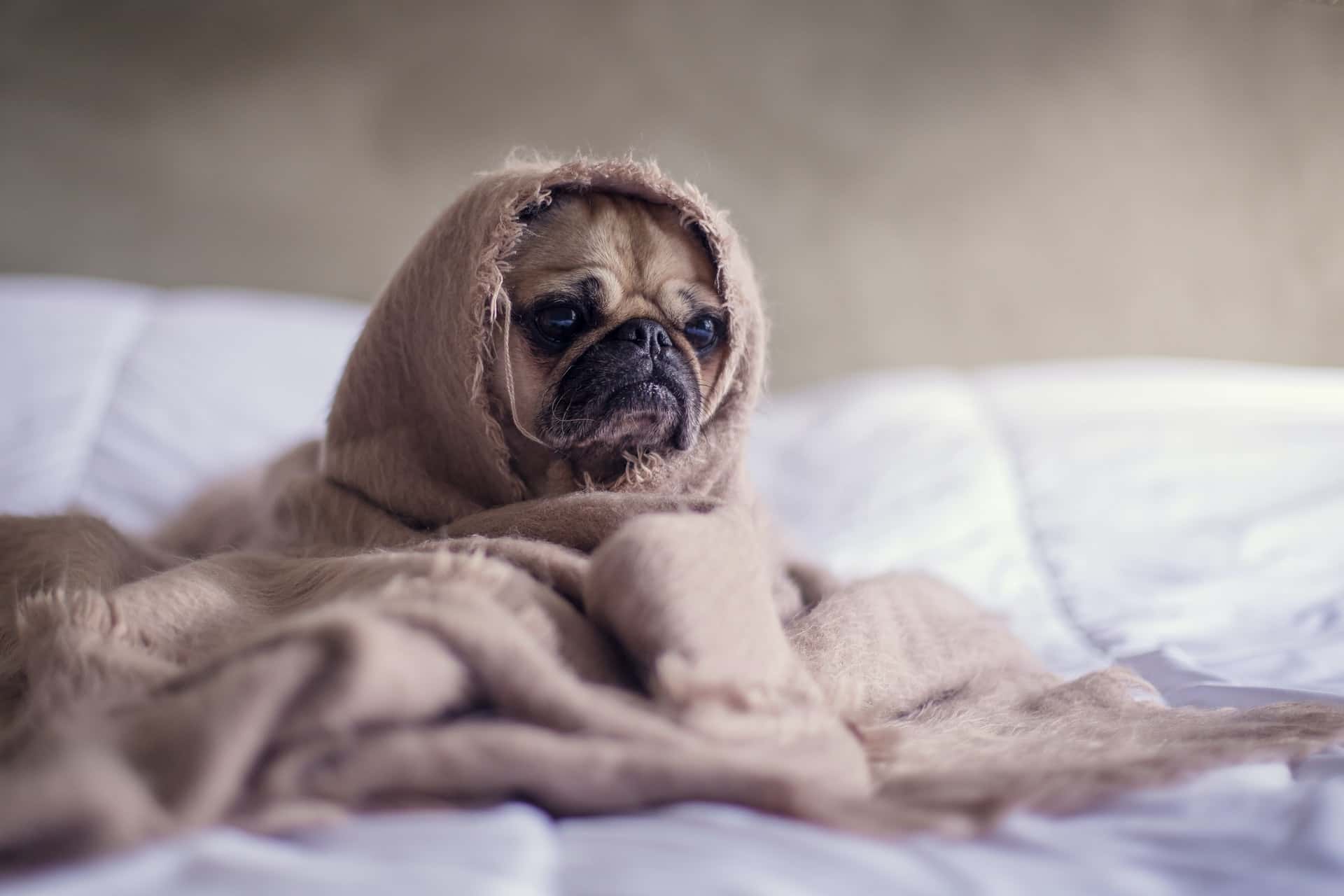 Dog wrapped in blanket on bed