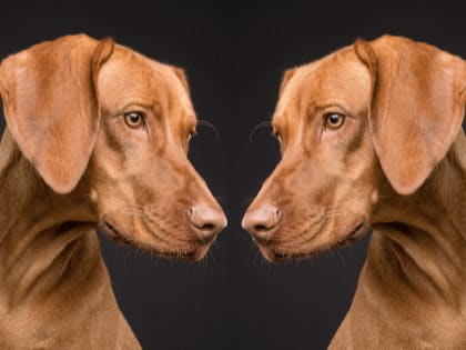 Family Rescues Dog That Look Exactly Like Their Pet Dog