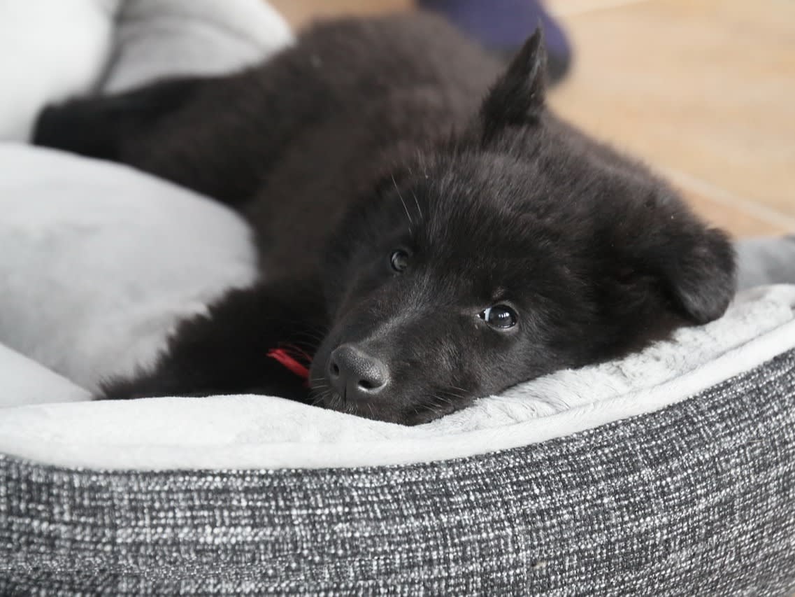 Common Reasons Why Dogs Scratch Their Beds