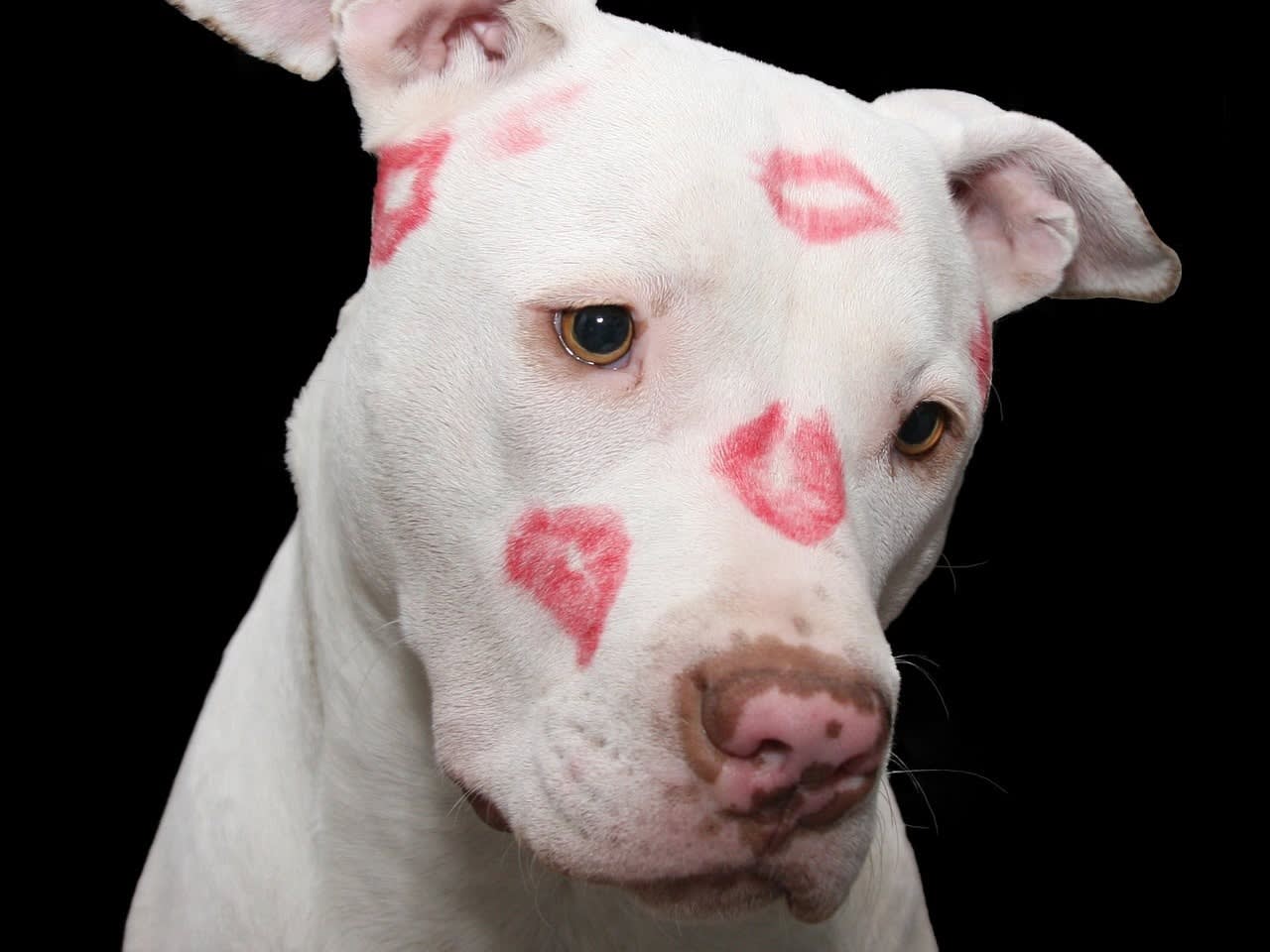 Hearts On Fire As Pit Bull Puppy Recognises His Rescuer