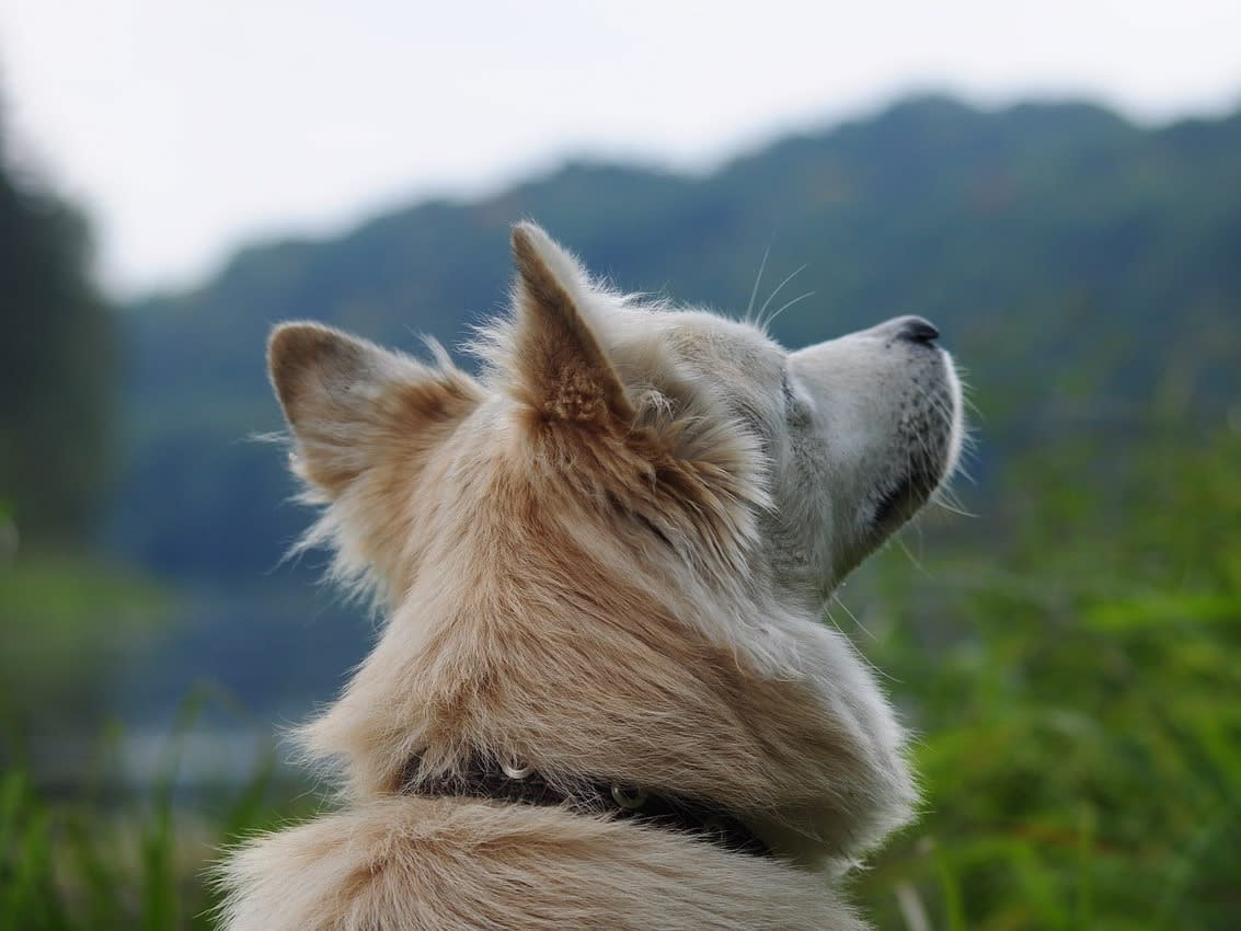 Stray Dog On Suicide Mission To Enter Space