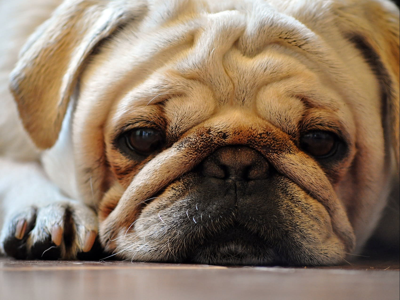A Dog’s ‘Sincere’ Apology To Neighbour For Loud Howling