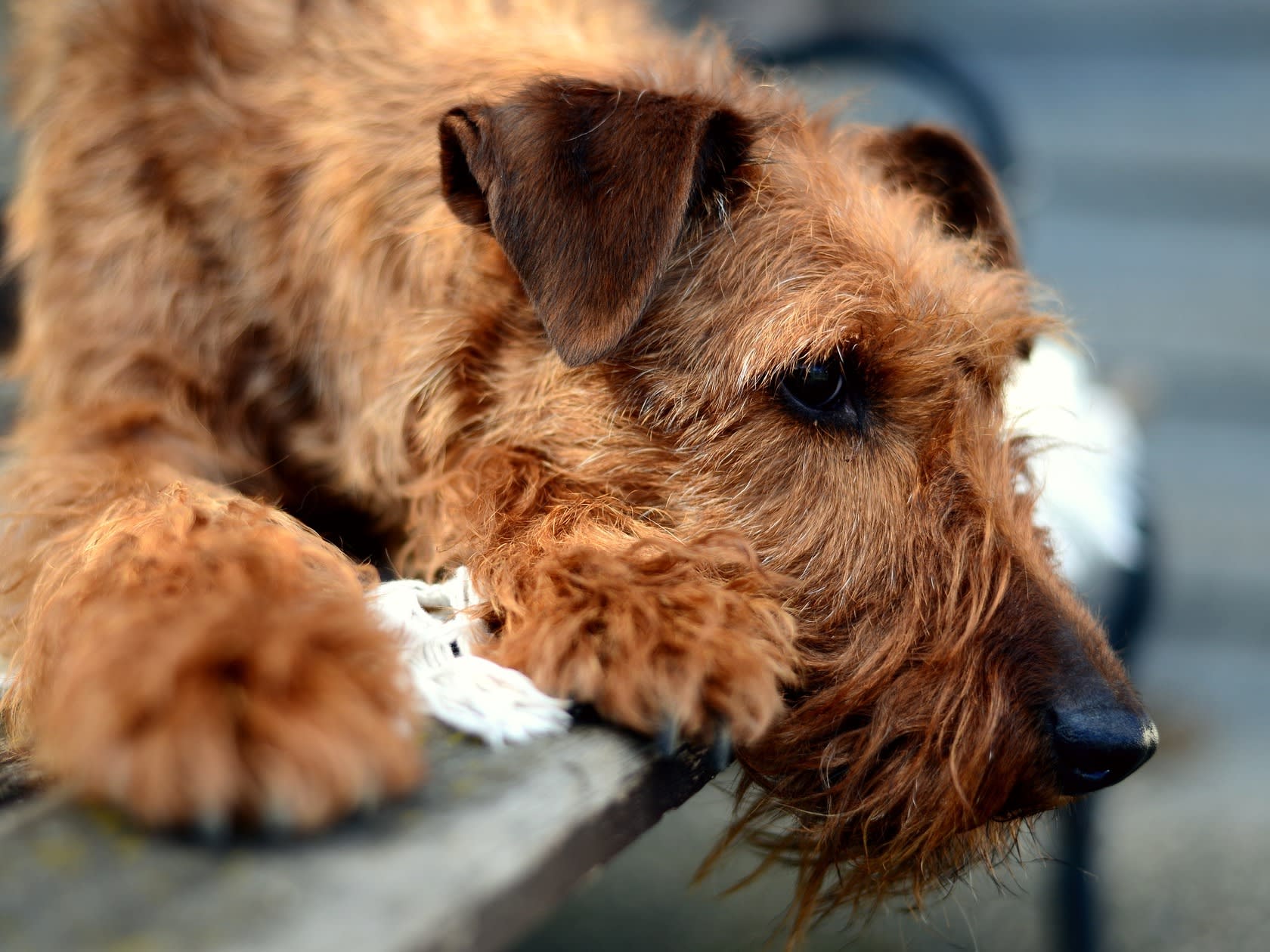 Blind Dog Sees Family Again And Cries