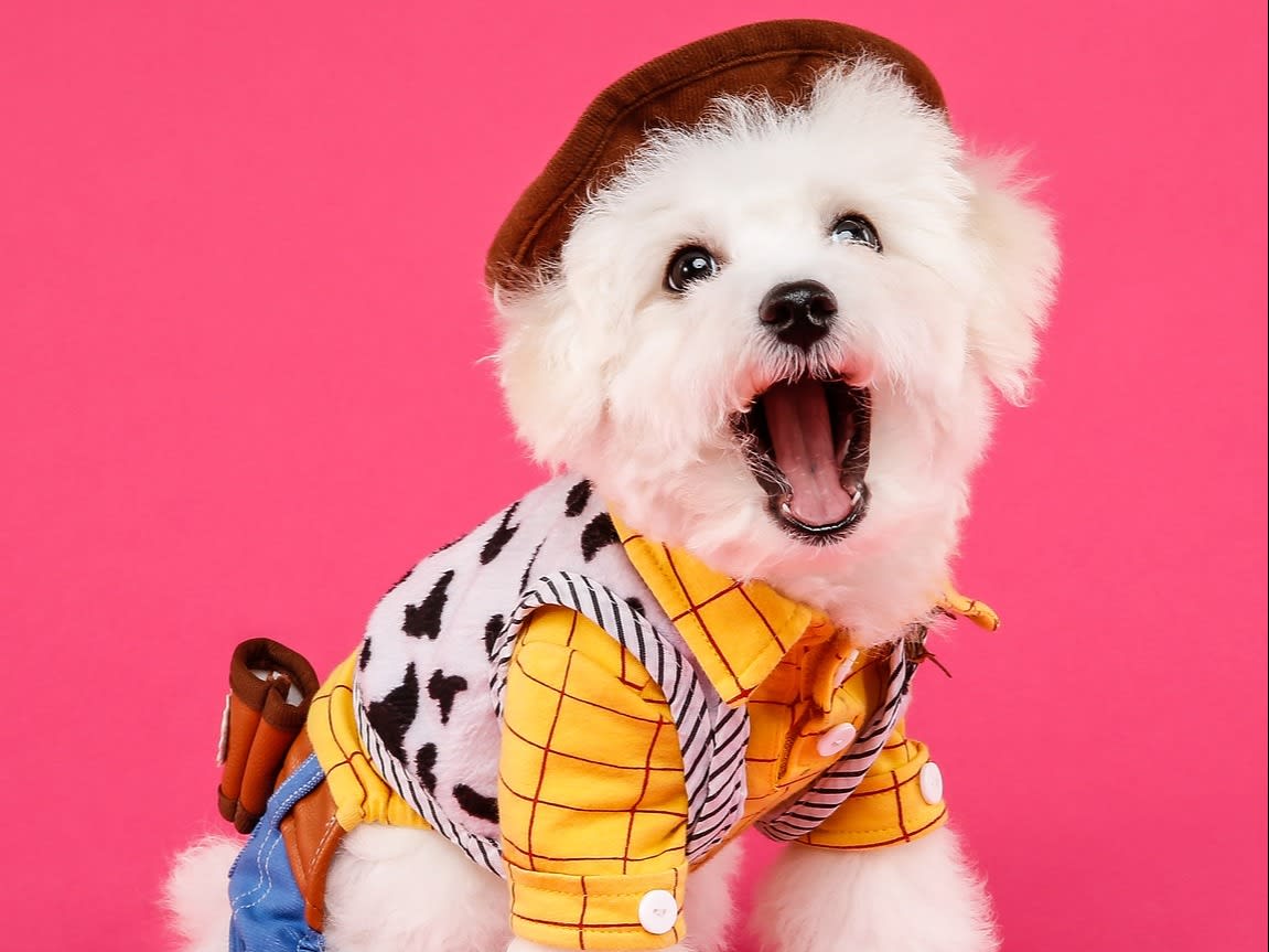 Extreme Adorable Transformation Of Dogs After A Haircut