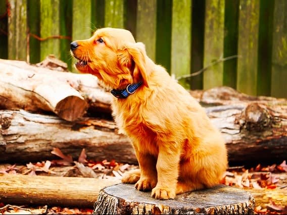 How to Control and Stop Puppy From Barking Too Much