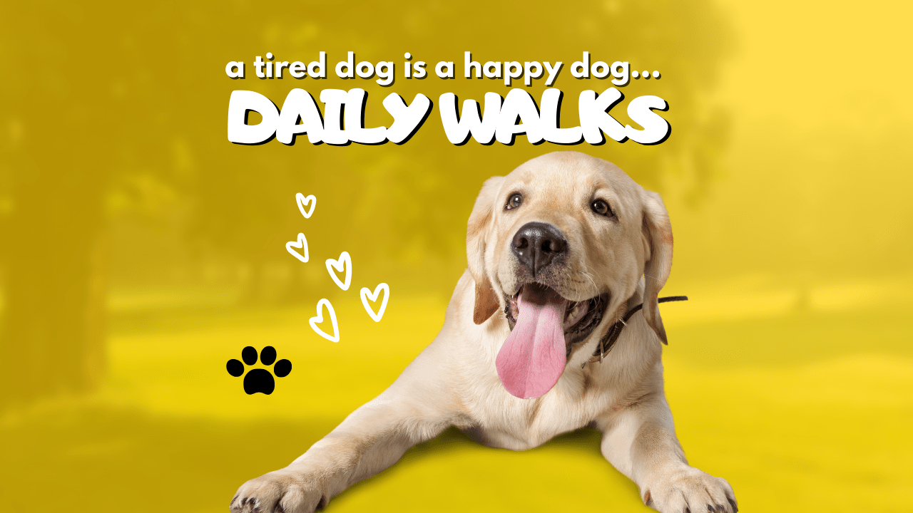 The Benefits of Daily Dog Walks for a Healthy Pup